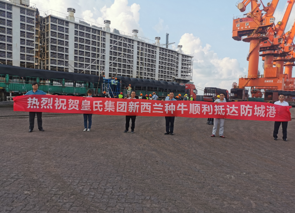 漂洋過海9000公里，優(yōu)質(zhì)新西蘭奶牛順利到港！
